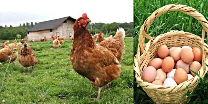 Yumurta Üreticileri Birliği Başkanı açıkladı. Gezen tavuğun foyası ortaya çıktı. Meğerse iş başkaymış