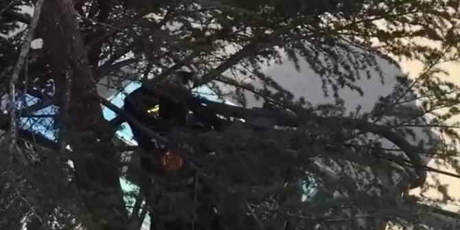 Tokat'ta ağaçta mahsur kalan kedi kurtarıldı
