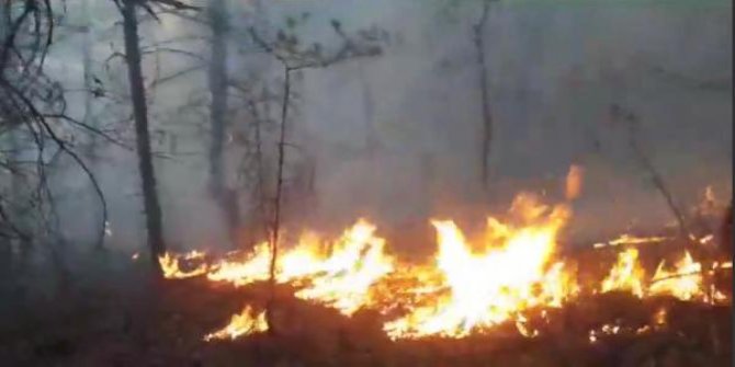 Borçka'da ormanlık alanda başlayan yangın rüzgarın etkisiyle büyüdü