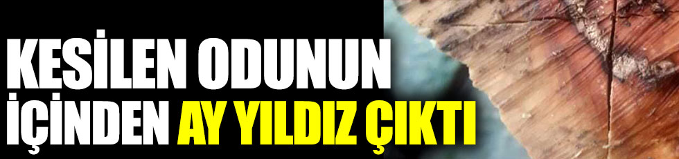 Zonguldak'ta kesilen odunun içinden ay yıldız çıktı