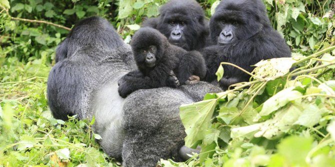 Kongo Demokratik Cumhuriyeti'nde goril koruyucularının hazin sonu. Tuzağa düşürüldüler