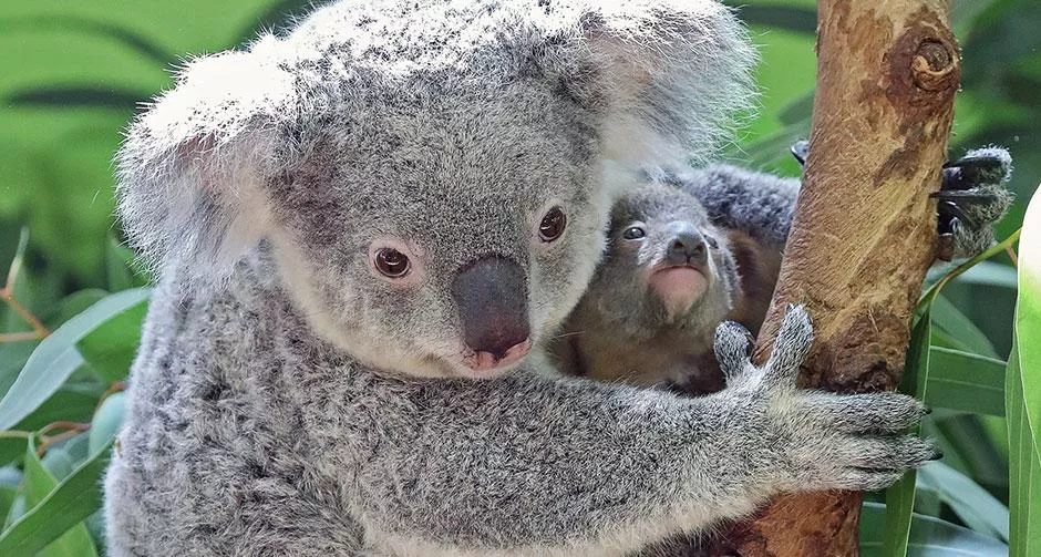 Dünyanın en yaşlı koalası Lottie 19 yaşında öldü
