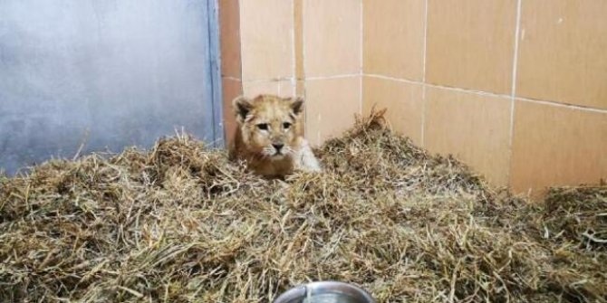 İzmir'de bir çiftlikte 3 aylık yavru aslan ele geçirildi