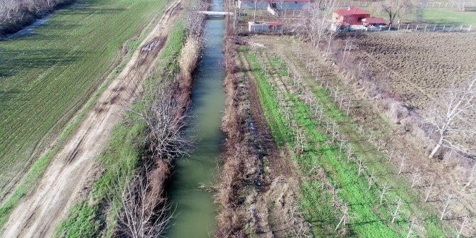 Bulgaristan’daki taşkınla Edirne’ye kadar geldiler. Her çalının arkasından onlar çıkıyor. İnsanlardan kaçmıyorlar