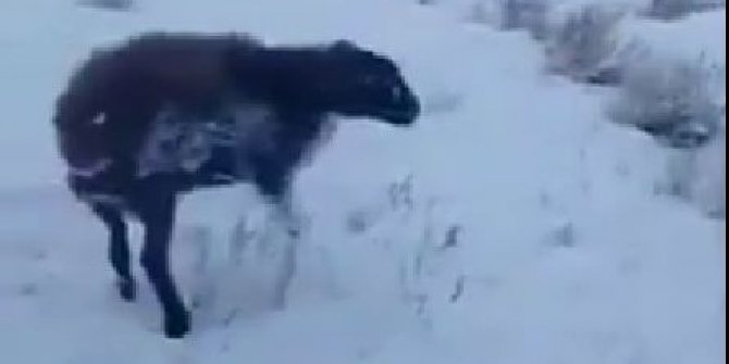 Öldüren soğuklar geldi -51 derecede hepsi dondu. Isınmak isteyen fare köpeğin boynunda dondu