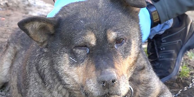 Trabzon'da bahçeye giren köpek sopa ile öldürüldü iddiası
