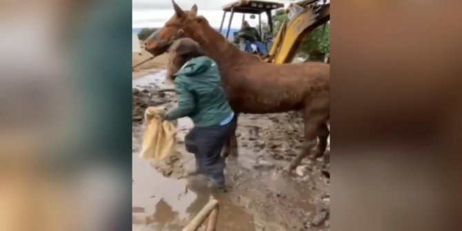 Yoğun yağmurdan oluşan balçıkta mahsur kalan 2 atı kurtarmak neredeyse 24 saat sürdü