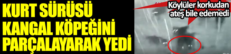 Kayseri'de kurt sürüsü Kangal köpeğini parçalayarak yedi. Köylüler korkudan ateş bile edemedi. O anların videosu ortaya çıktı