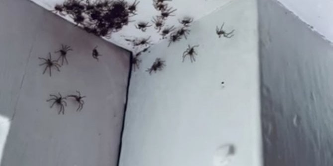 avustralya örümcek ısırıkları