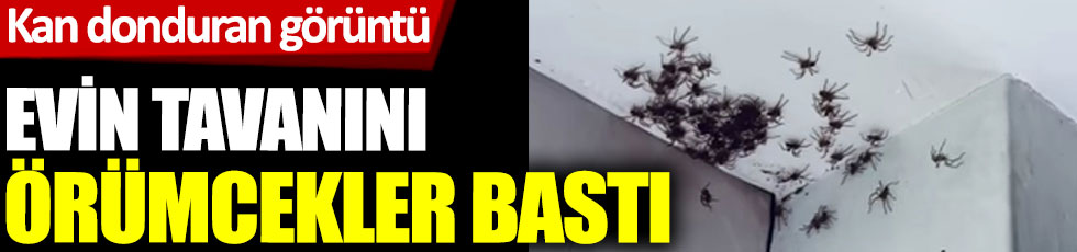 Avustralya evin tavanını örümcekler bastı. Kan donduran görüntü