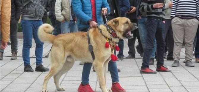 Hollanda'yı kangallarla protesto ettiler!