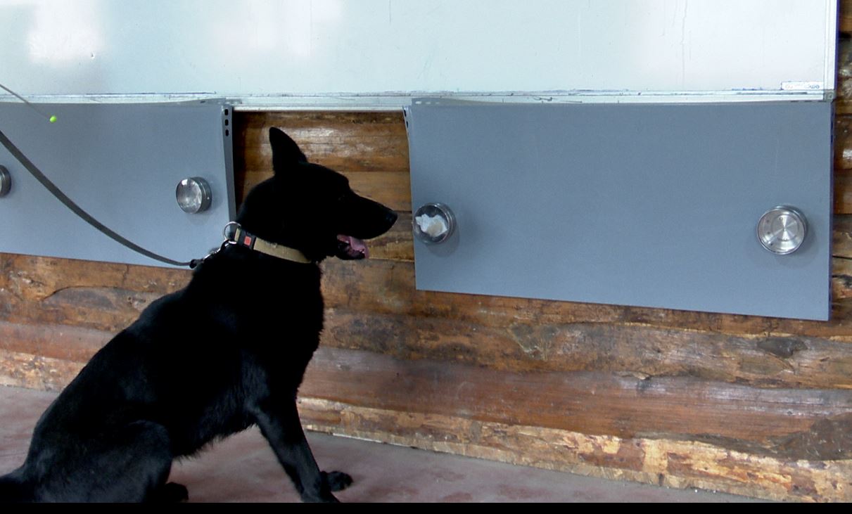 Virüsü tespit edecek eğitimli köpekler Etik Kurulu’ndan izin bekliyor