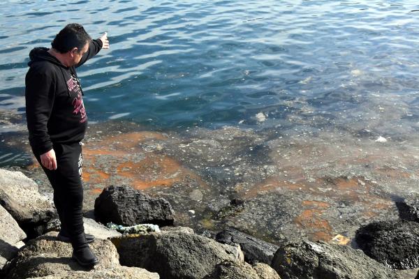 Marmara Denizi'nde görülmeye başladı