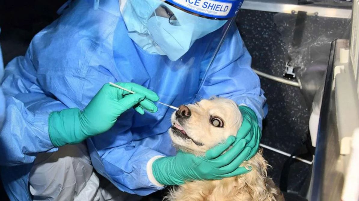 Evcil hayvanlara korona virüs testi uygulaması başladı