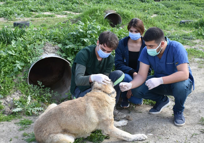 Mersin'de vurulmuş halde bulunan köpek tedavi altına alındı