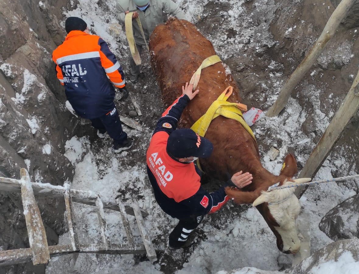 Aksaray'da inek kurtarma operasyonu