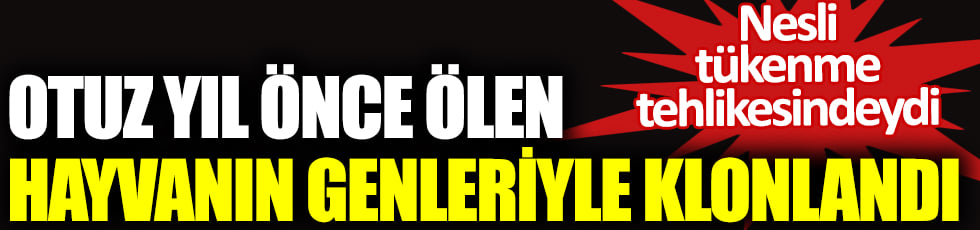 Otuz yıl önce ölen hayvanın genleriyle klonlandı. Nesli tükenme tehlikesindeydi