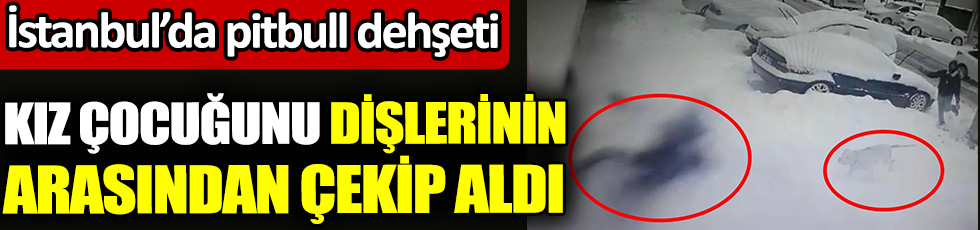 İstanbul Ataşehir’de pitbull dehşeti. Kız çocuğunu azgın köpeğin dişlerinin arasından çekip aldı