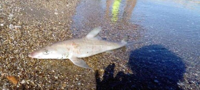 Bodrum'da kıyıya köpekbalığı vurdu