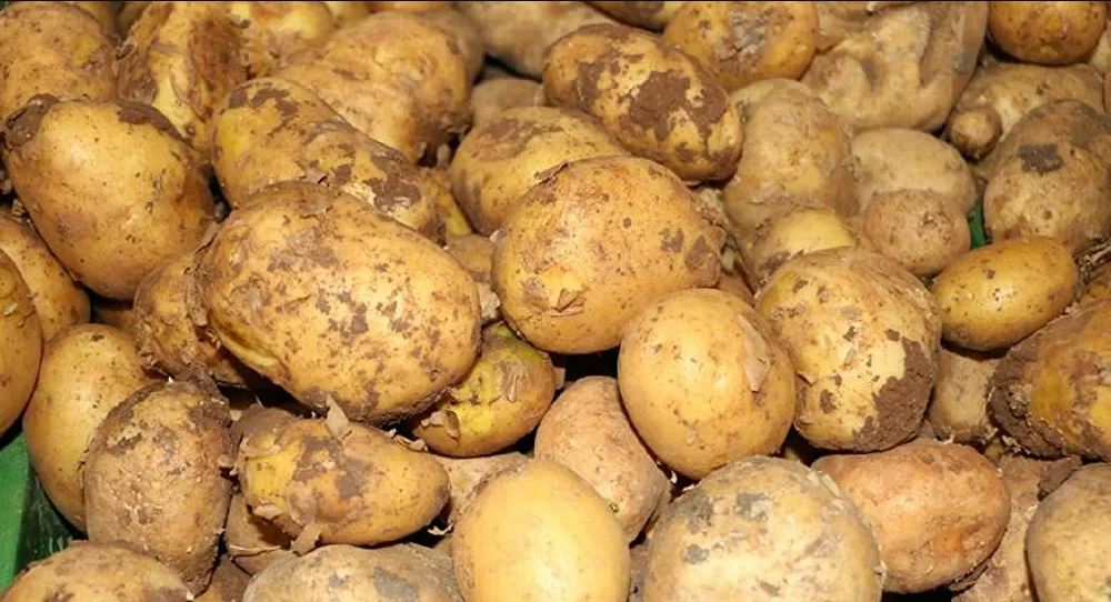 Rusya, patates ithalatını askıya aldı