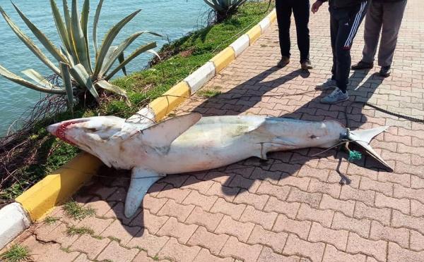 Antalya'da köpek balığı kıyıya vurdu