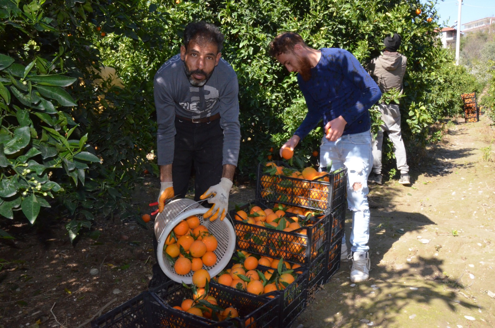 Yaz portakalı hasadı Antalya'da başladı