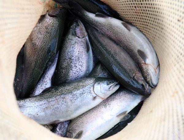 Fırat Nehri'nin somon balıkları 54 ülkeye ihraç ediliyor