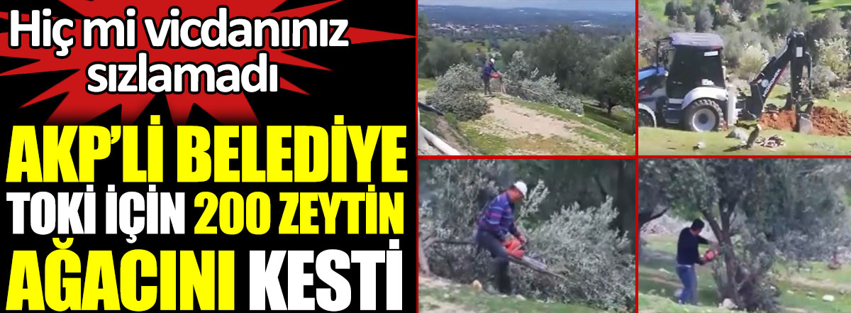 AKP'li Bozdoğan Belediyesi TOKİ için 200 zeytin ağacını kesti. Hiç mi vicdanınız sızlamadı