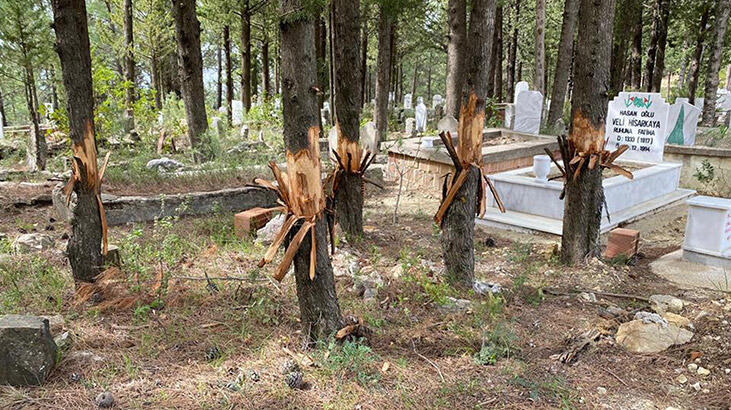 Antalya'da mezarlıktaki ağaçlara zarar verildi