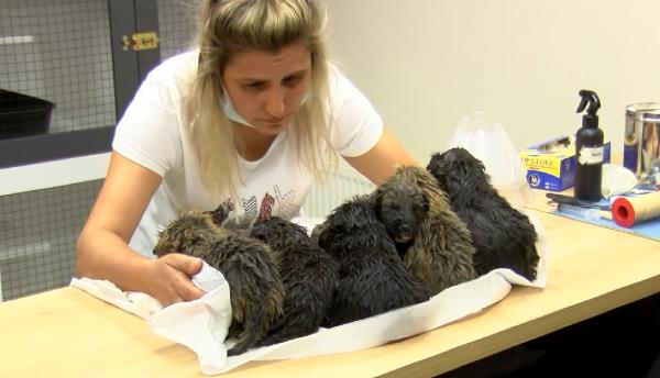 Foseptik çukurda bulunan yavru köpekler tedaviye alındı