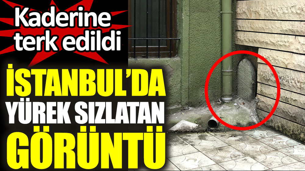 İstanbul'da yürek sızlatan görüntü. Kaderine terk edildi