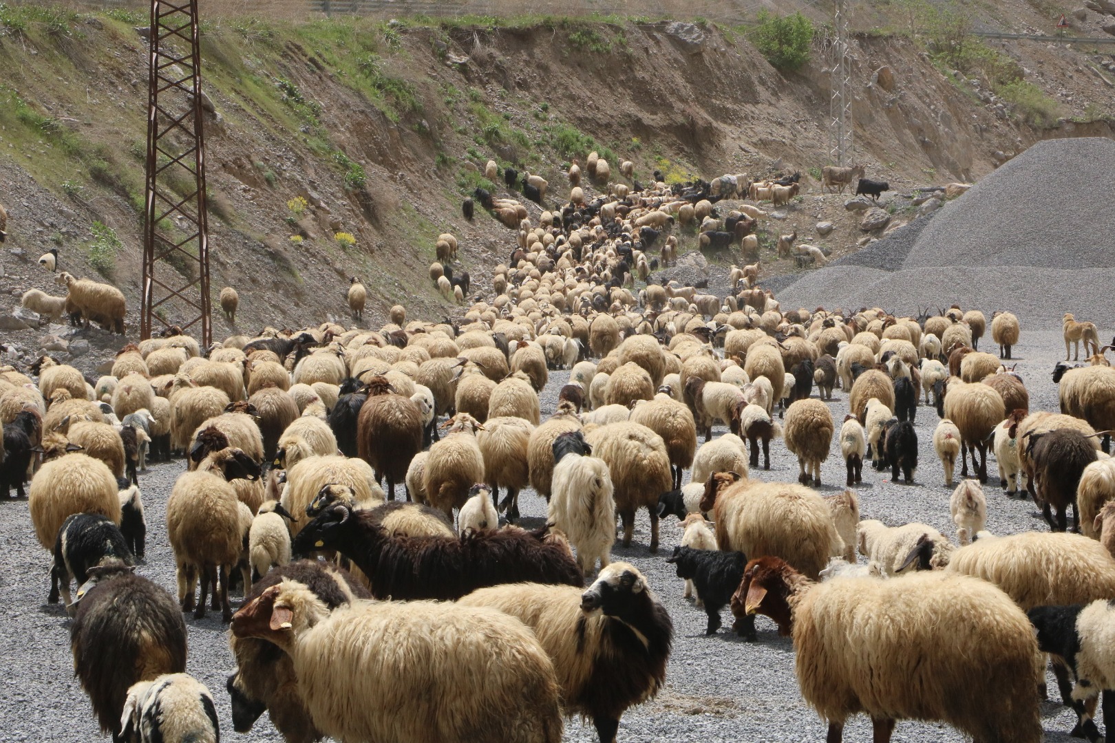 Hakkari'de koyunların yayla göçü