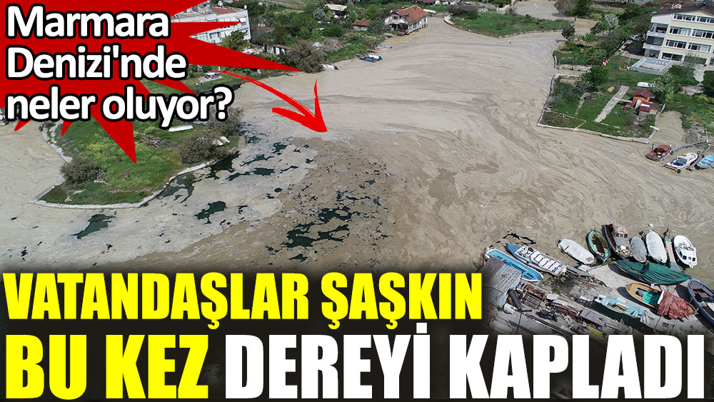 Marmara Denizi'nde neler oluyor? Deniz salyası bu kez dereyi kapladı