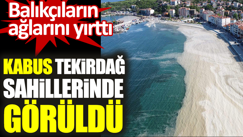 Kabus Tekirdağ sahillerinde görüldü. Balıkçıların ağlarını yırttı