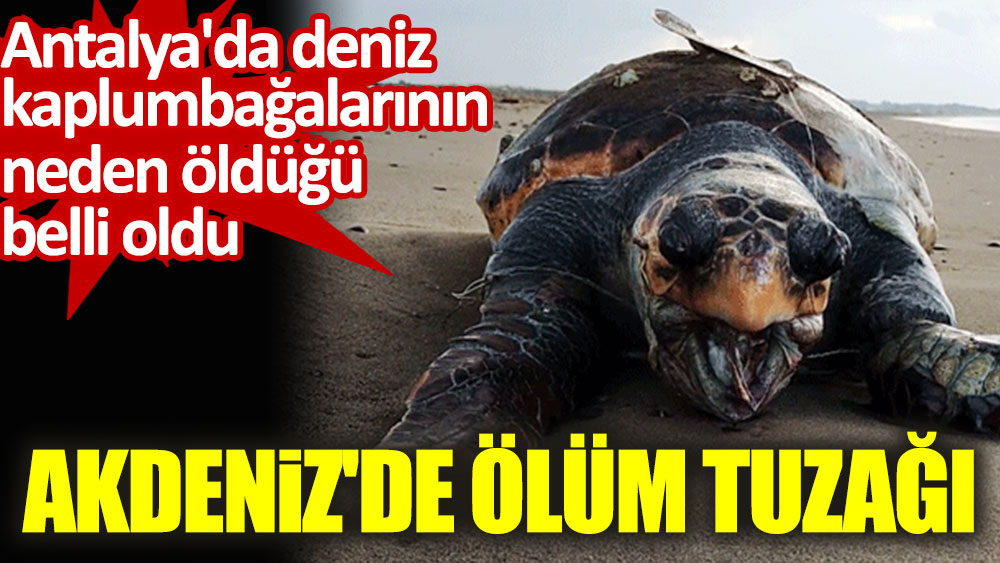 Akdeniz'de ölüm tuzağı. Antalya'da deniz kaplumbağalarının neden öldüğü belli oldu