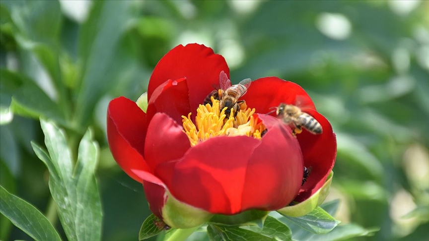 Arı popülasyonundaki azalma gıda güvenliği için tehlikeli
