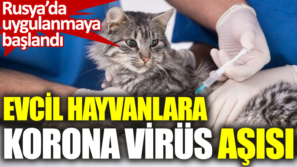 Rusya’da uygulanmaya başlandı. Evcil hayvanlara korona virüs aşısı