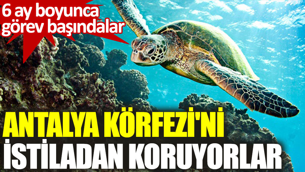 Caretta carettalar Antalya Körfezi'ni denizanası istilasından koruyor