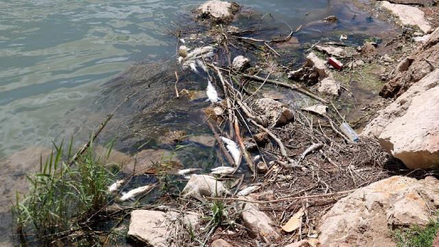 Kızılırmak'taki balık ölümleri inceleniyor