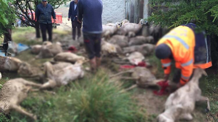 Ankara'da sele kapılan 64 koyun öldü