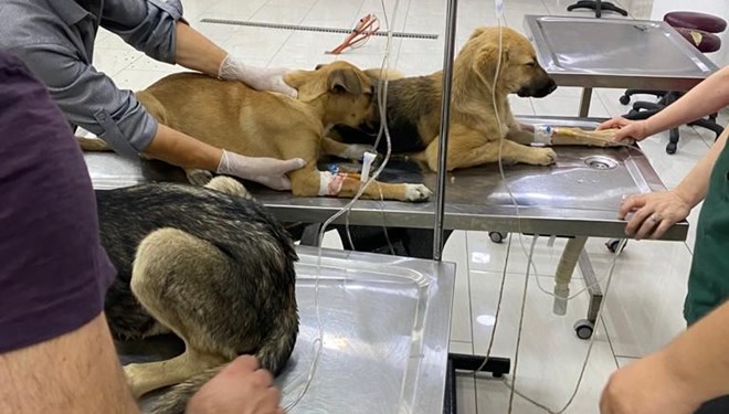 İstanbul'da 4 yavru köpek zehirlendi