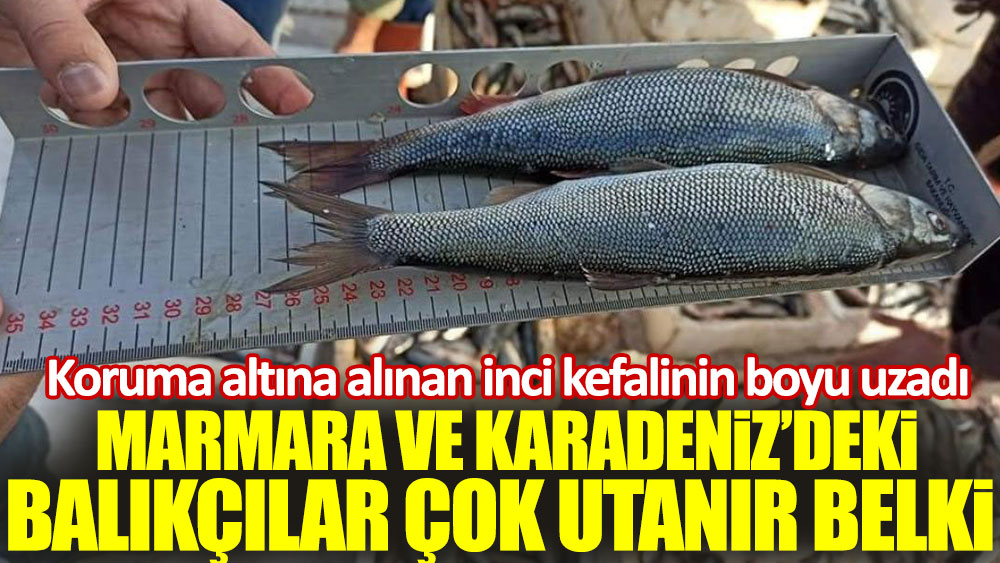 Koruma altına alınan inci kefalinin boyu uzadı. Marmara ve Karadeniz’deki balıkçılar utanır belki