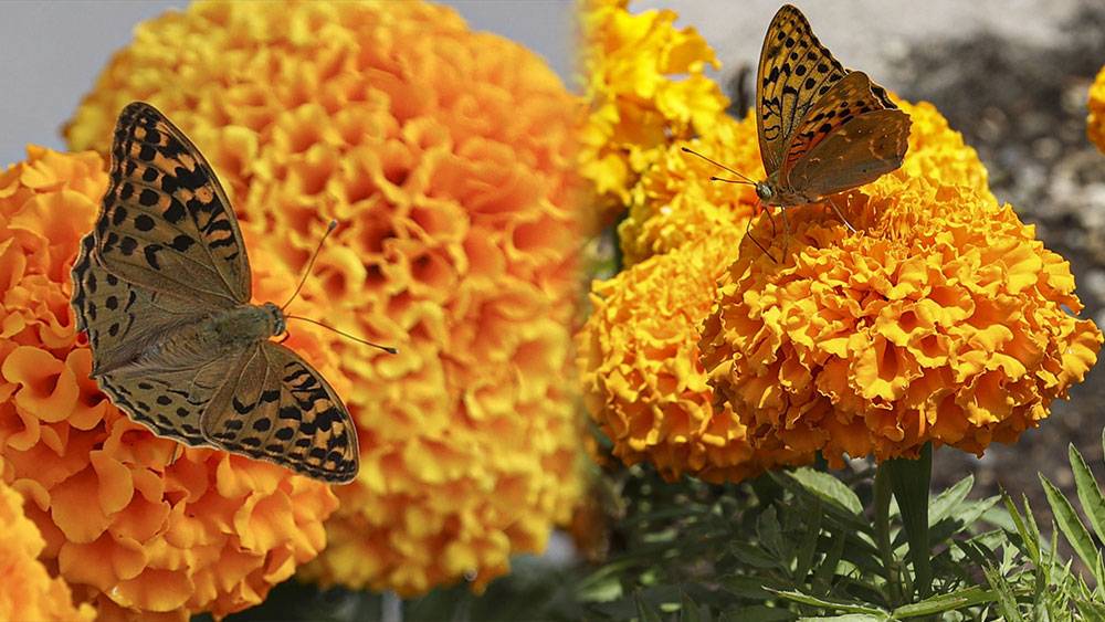 Ankara’da kelebeklerin görsel şöleni