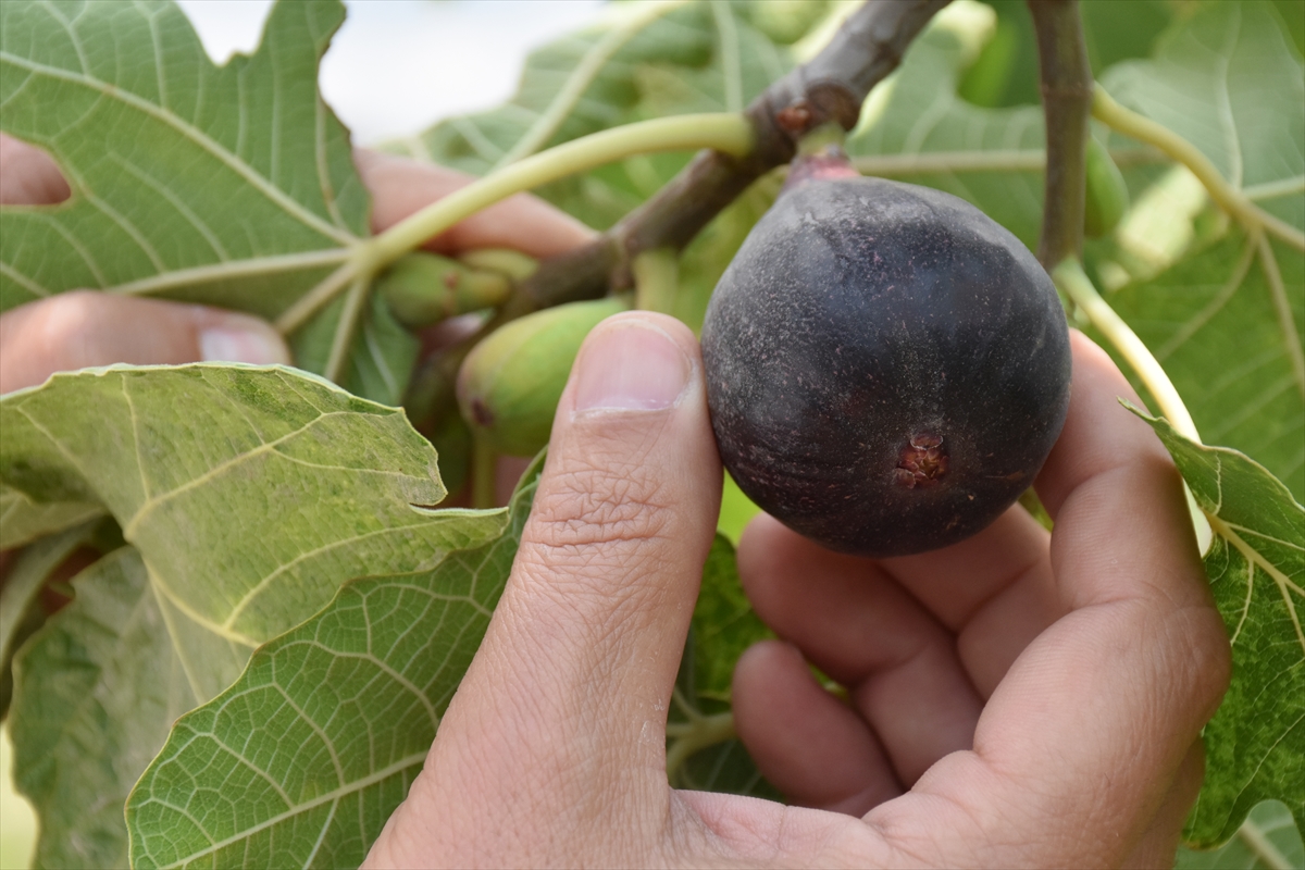 Aydın'da yılın ilk inciri hasat edildi