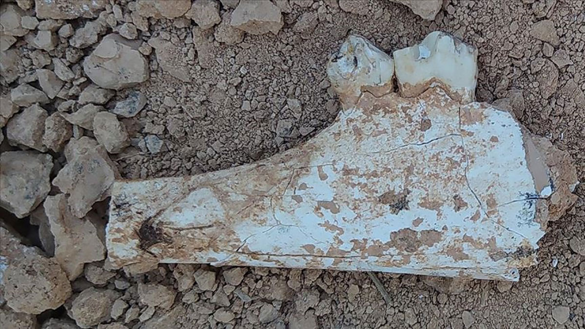 Zürafa’dan uzun gergedan türüne ait fosil bulundu