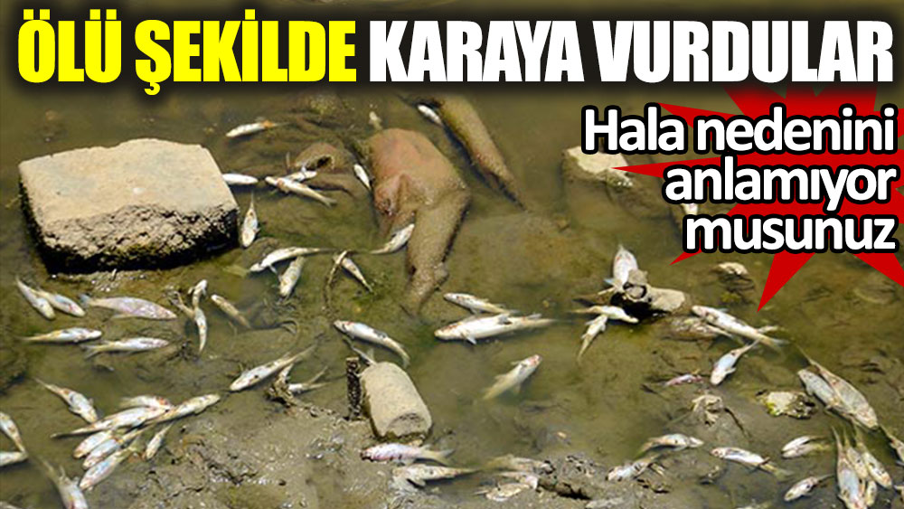 Karasu Nehri'nde balıklar ölü şekilde karaya vurdu
