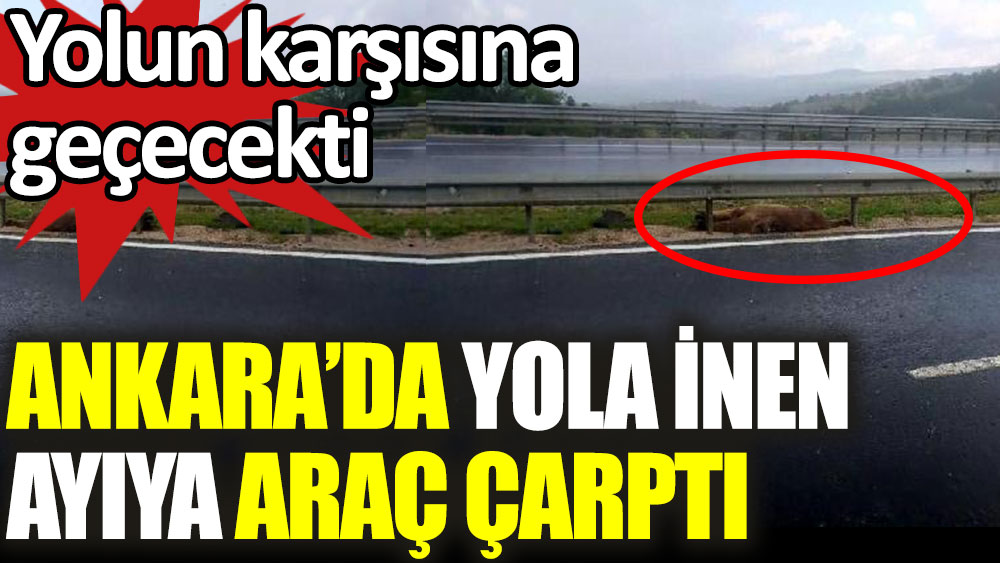Ankara'da yola inen ayıya araç çarptı