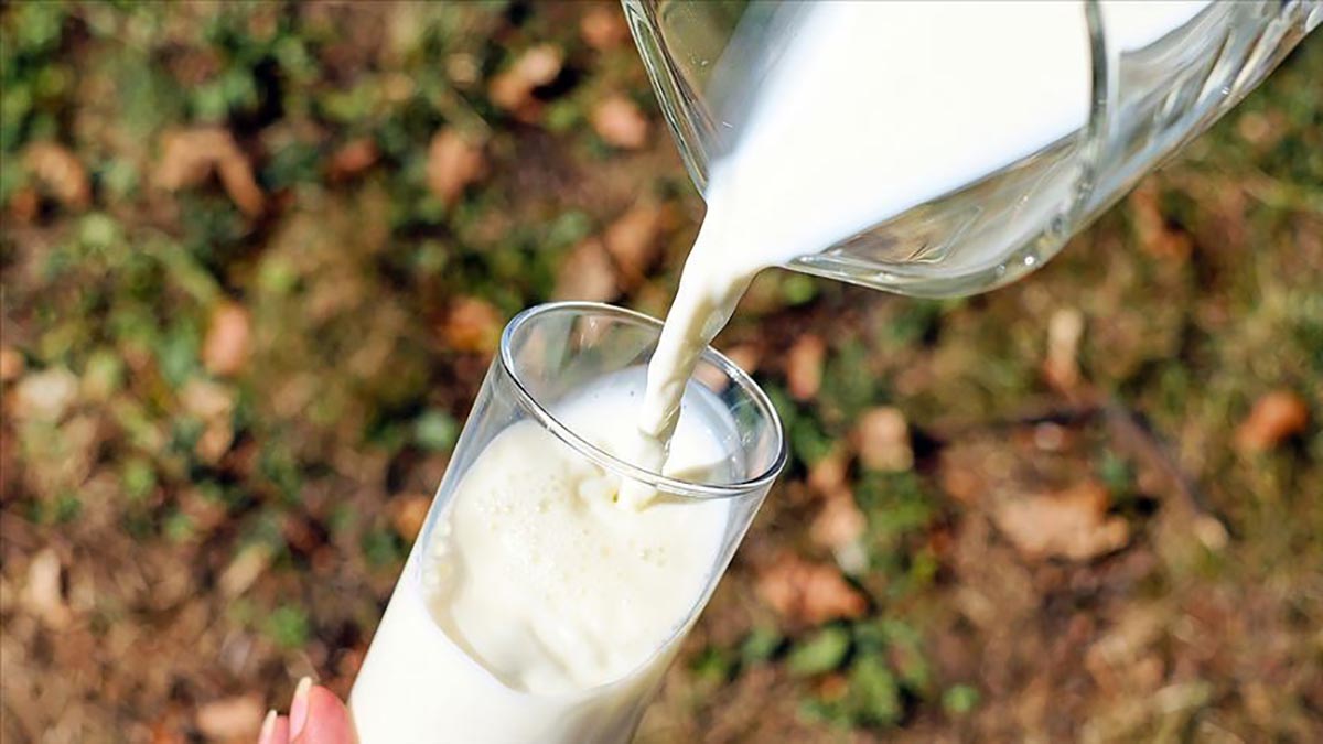 Çiğ süt desteği ödemelerinde esaslar belli oldu