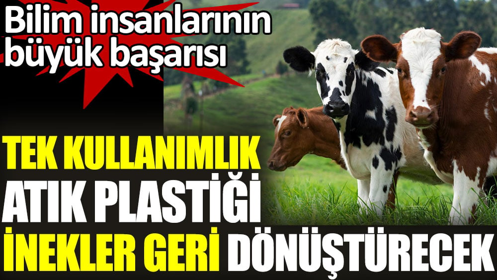 Tek kullanımlık atık plastiği inekler geri dönüştürecek