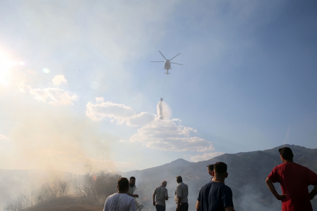 Aydın'da orman yangını: 100 dönüm alan kül oldu